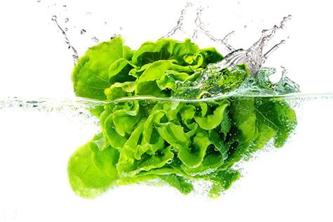Food Focus How To Clean And Store Lettuce Head Of Lettuce Lettuce