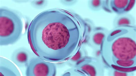 Stem Cell Stock Photos Pictures And Royalty Free Images Istock