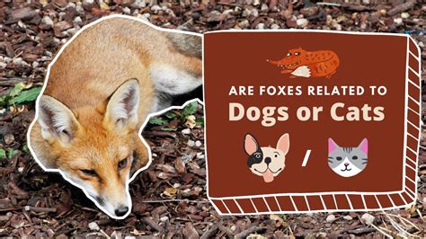 are raccoons and foxes related all answers