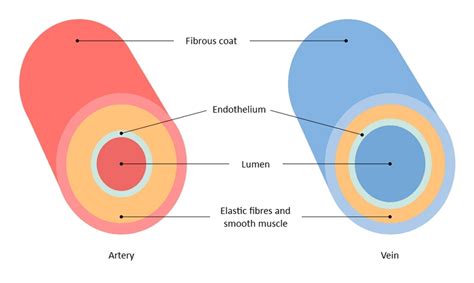 A Guide to Understand Artery and Veins with Diagrams | EdrawMax Online