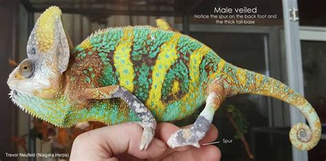 Male or Female? How to Sex a Veiled/Yemen Chameleon | Veiled chameleon