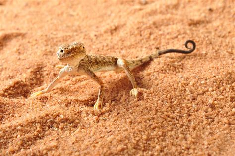 Arabian Toadhead Agama Facts And Pictures