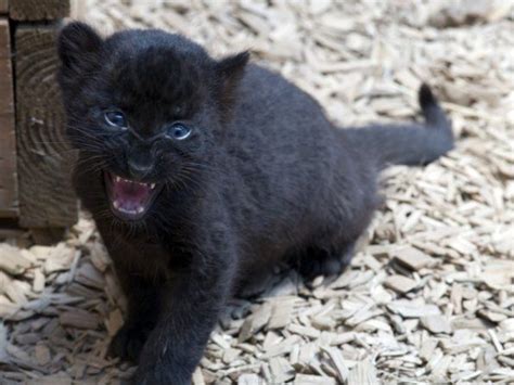 Baby Black Panther Baby Panther Raubkatzen Schwarzer Panther