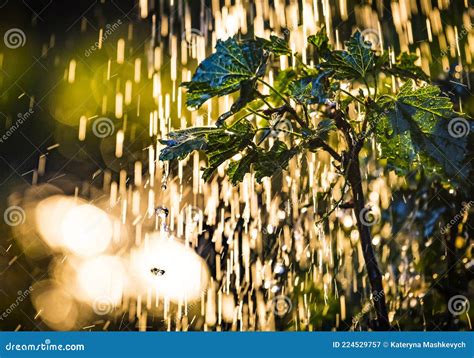 Plants Leaves Under A Heavy Rain Shower With Waterdrops In The Golden