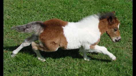Maybe you would like to learn more about one of these? Baby Miniature Horse - Dent Otoe Mandan - For Sale "SOLD ...