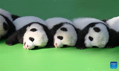 Panda Cubs Meet Public At Sw China Breeding Base Global Times