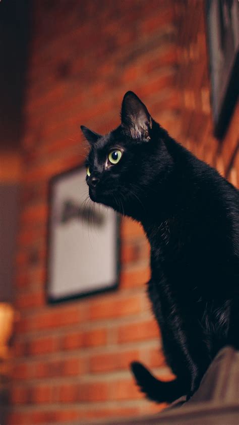 Iphone Black Cat Wallpaper Cat Wallpaper Cute Black Cats Black Cat
