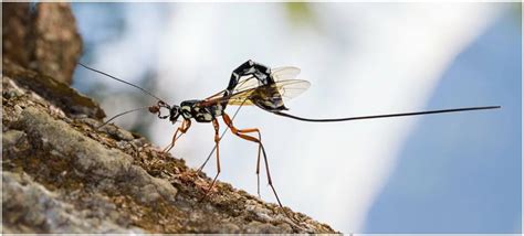 The Ichneumonid Wasp That Long Stinger Is Its Ovipositor With Which