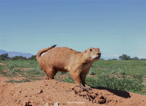 Why Are Prairie Dogs Important To The Environment