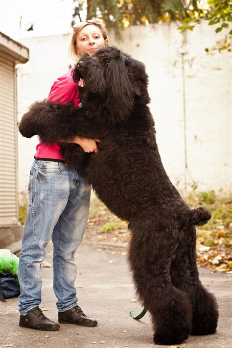 26 Dogs Hugging Their Humans Bored Panda