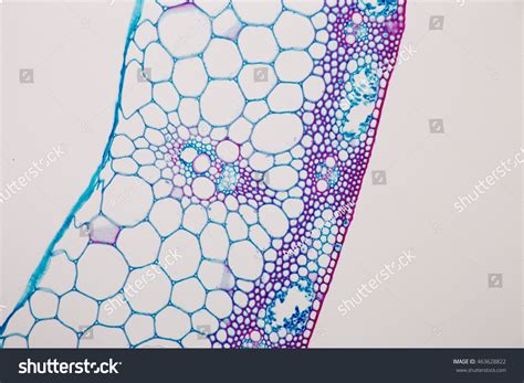 Sclerenchyma Tissue Under Microscope Stock Photo 463628822 Shutterstock