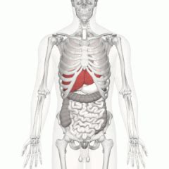We cover the different bones that make up the rib cage and some of the functions. Liver - Wikipedia