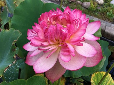 Super Excellent Lotus One Of Excellent Blooming With Large Flower