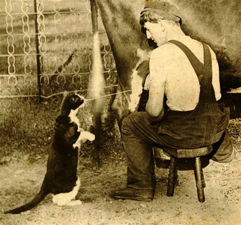 Farmer Squirting Milk From Cow Into Cats Mouth 1900 Photograph By Peter
