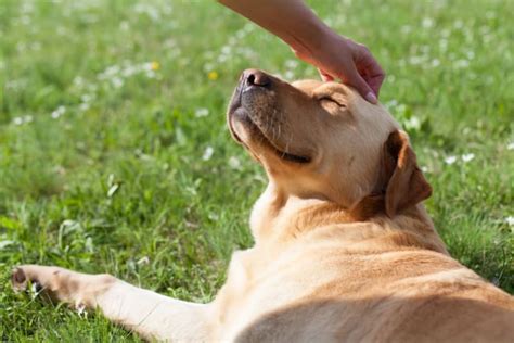 5 Ways To Keep A Dog Happy And Healthy Gardena Vets