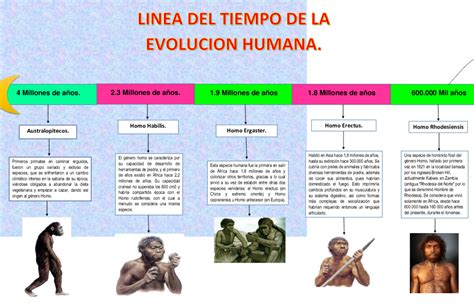 Linea Del Tiempo De La Evolucion Del Hombre Images And Photos Finder