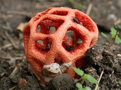 11 Best Edible Mushrooms Found In Iowa Images On Pinterest Edible