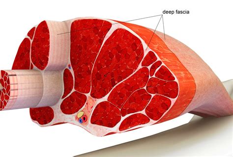 What Is Fascia And Where Is It Found In The Body