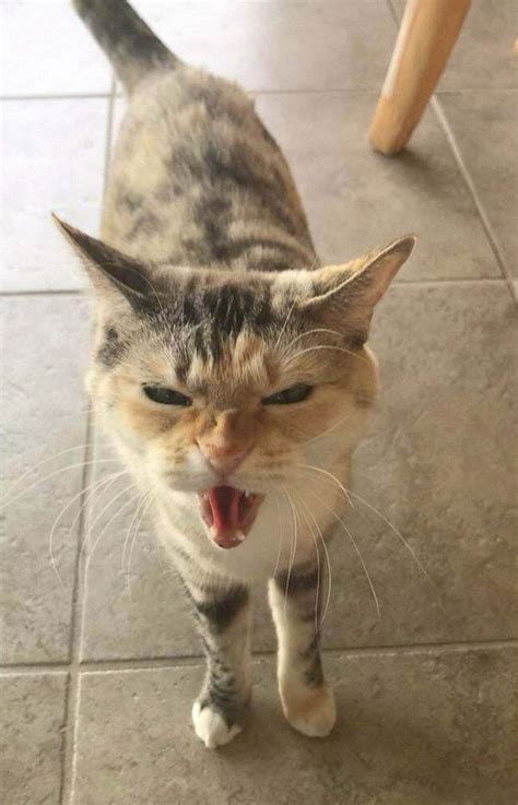 Screaming Cats Pics