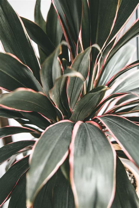 Trending Indoor Plants With Pink Foliage Add Colour To Your House Plants