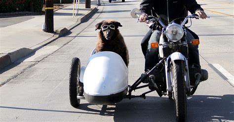 Finally A Documentary About Dogs Riding In Sidecars Wired
