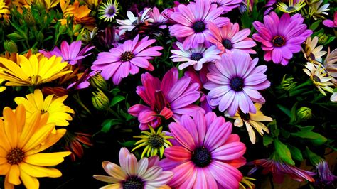 Check spelling or type a new query. Purple Yellow Daisy Flowers 2560x1440 - High Definition ...