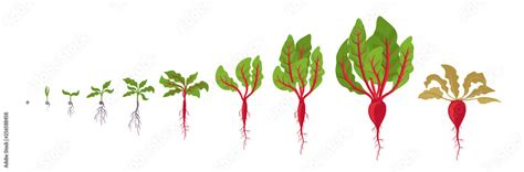 Beet Growth Stages Planting Of Red Beetroot Plant Beet Taproot Life