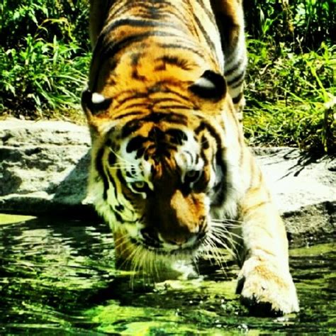 Humans have feared wolves since the dawn of men because the animals attacked them and their farm animals. Tiger bath (With images) | Beautiful creatures, Animals ...
