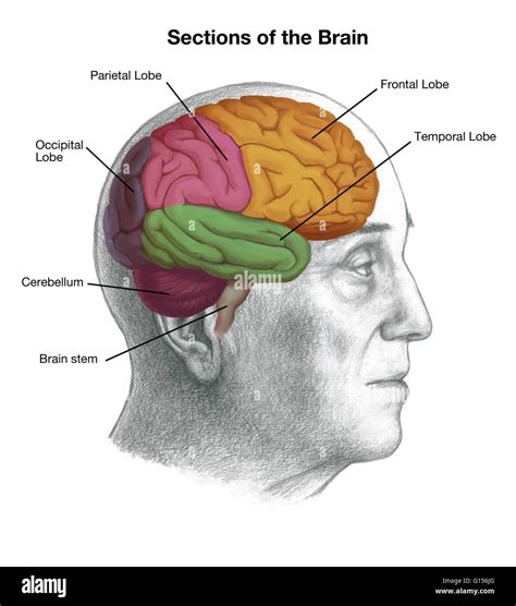 Illustration Of A Mans Head With The Location Of The Brain Important