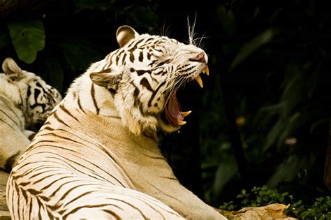 Pics For Angry White Tiger Stock Photos Pictures