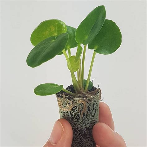 It basically clones itself in case it cannot find a partner. Pilea May Be Your Next Favourite Houseplant ...