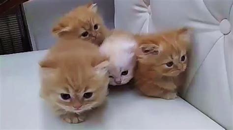Short Leg Baby Munchkin Kittens Youtube