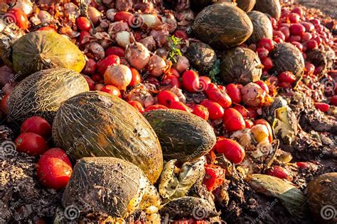 Rotten Fruit And Vegetables Farmers Waste Unsustainable Agriculture