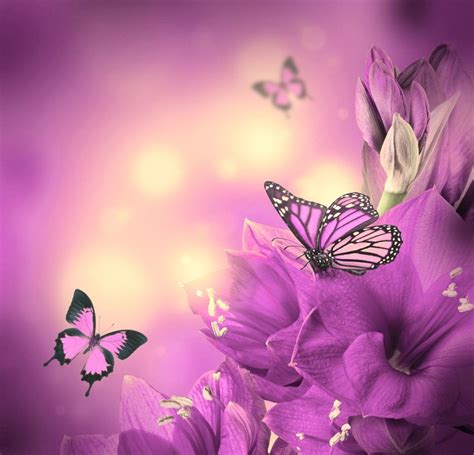 Butterfly Live Purple Butterfly