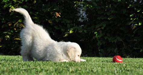 How To Train Your Golden Retriever To Leave It Step By Step Golden