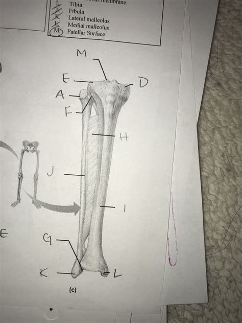 Tibia And Fibula Anatomy Diagram Quizlet