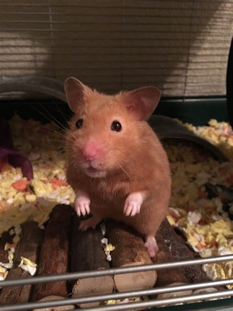 Hamsters are amazing animals and they definitely make excellent pets and are very low. Poptart my Syrian hamster | Syrian hamster, Hamster, Animals