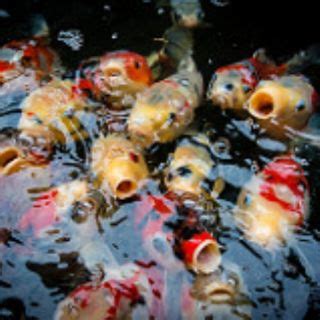 Ikan guppy atau gupi dengan nama ilmiah poecilia reticulata adalah salah satu ikan hias yang paling banyak dicari para pecinta ikan hias. Makanan anak ikan | fish food feeding | dedak ikan | kap ...