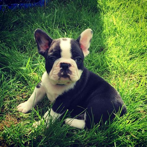 We did not find results for: French Bulldog Puppies For Sale | Wisconsin Dells, WI #265864