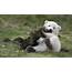 Are These The Cutest Polar Bear Cubs You Will See Today