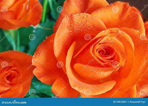 Orange Rose With Water Drops Stock Image Image Of Holiday Bloom