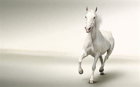 White Horse Hd Wallpapers 1920x1080