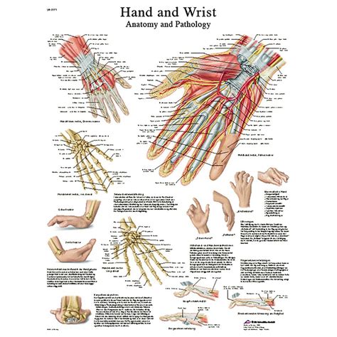 Hand And Wrist Chart Laminated Chart 20 X 26