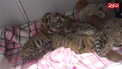 Tiger Cubs Born At Columbus Zoo Youtube