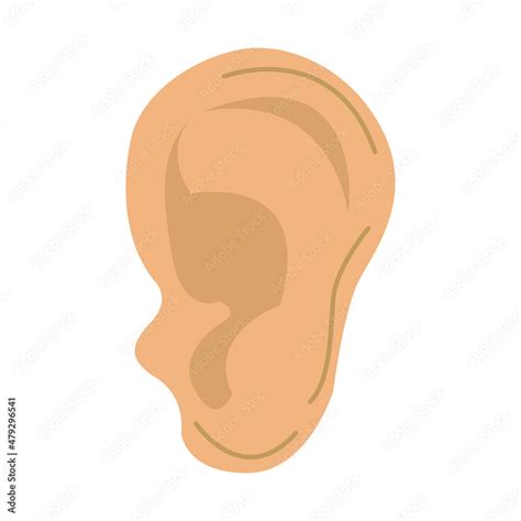 Human Ear Anatomy Stock Vector Adobe Stock