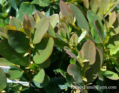 Tips from kara ziegler from pike nurseries on what shrubs are available and why to plant in the fall. Distylium Shrubs Georgia Evergreen Bushes | Kinsey Family Farm