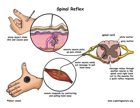 Test your knowledge for free now! Nervous System - Spinal Reflex | Human Body (Anatomy ...