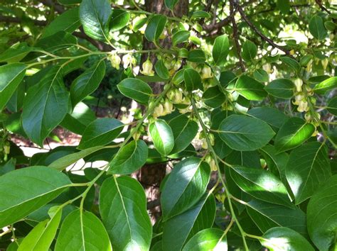 Download persimmon tree images and photos. Edmond, OK - Official Website - Tree Species Highlight