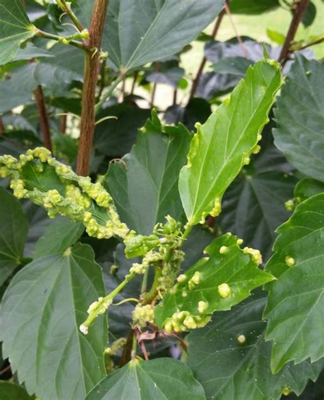 Although tropical hibiscus shrubs do lose leaves, they remain green all year and produce new growth as old leaves fall off and die.they only grow. Tropical Gardening Helpline: What to do about bumpy ...