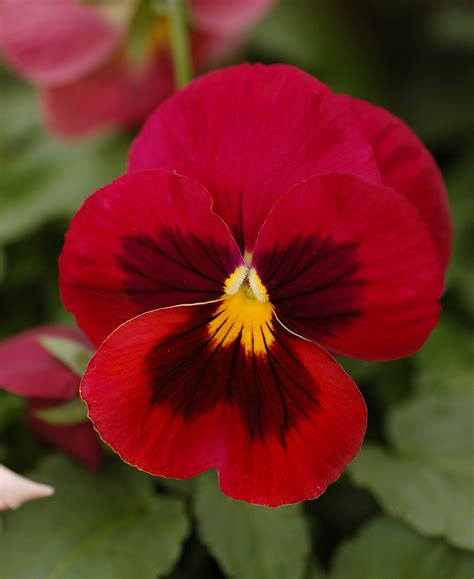 File:Pansy Viola x wittrockiana Red Cultivar Flower 2000px.jpg